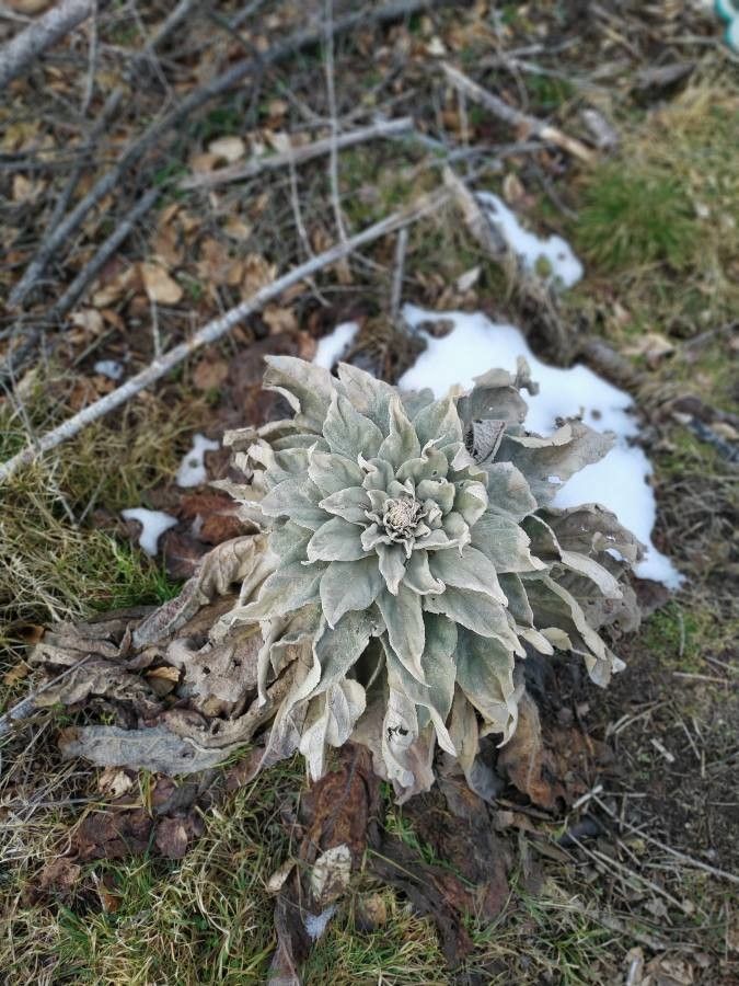 Verbascum giganteum habit