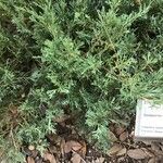 Juniperus chinensis