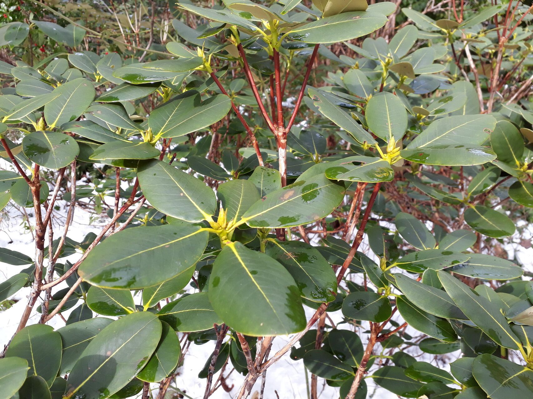 Rhododendron stewartianum leaf