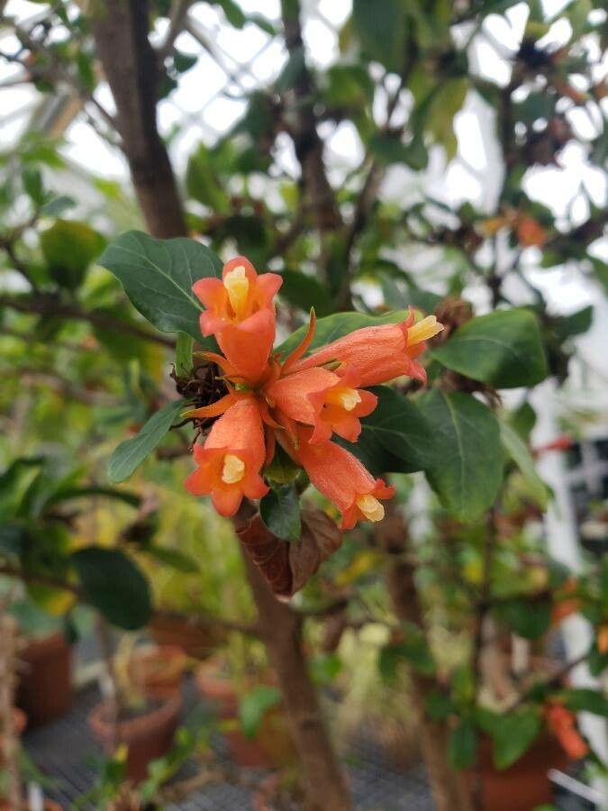 Burchellia bubalina flower