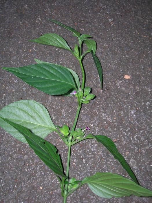 Ruellia blechum habit