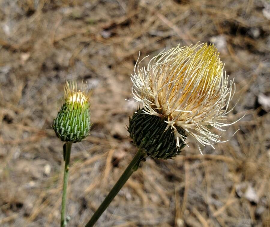 Cirsium undulatum flower