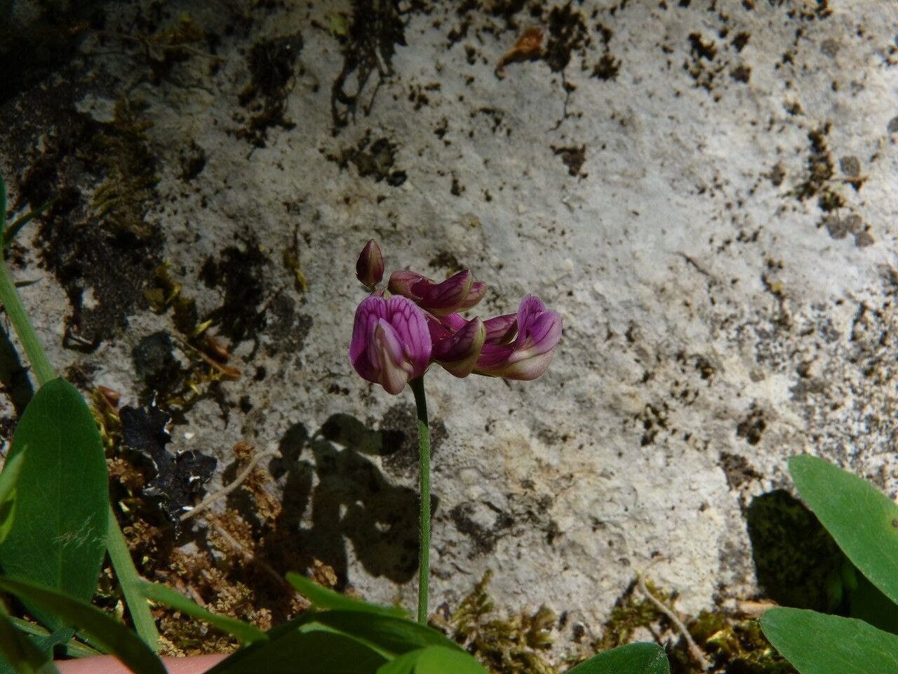 Lathyrus niger flower