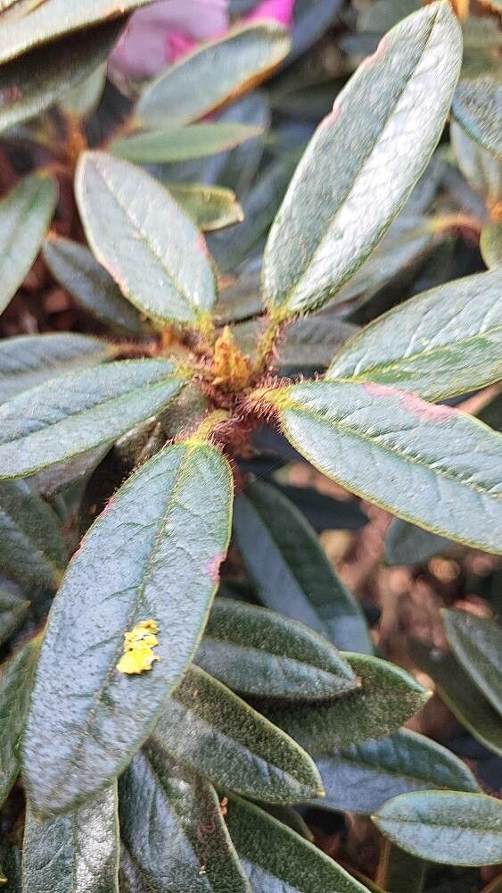 Rhododendron recurvoides leaf
