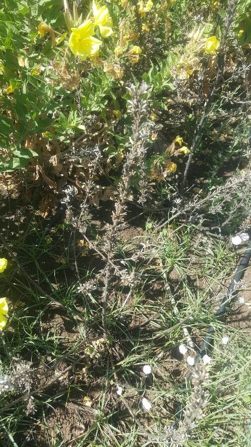 Oenothera elata fruit