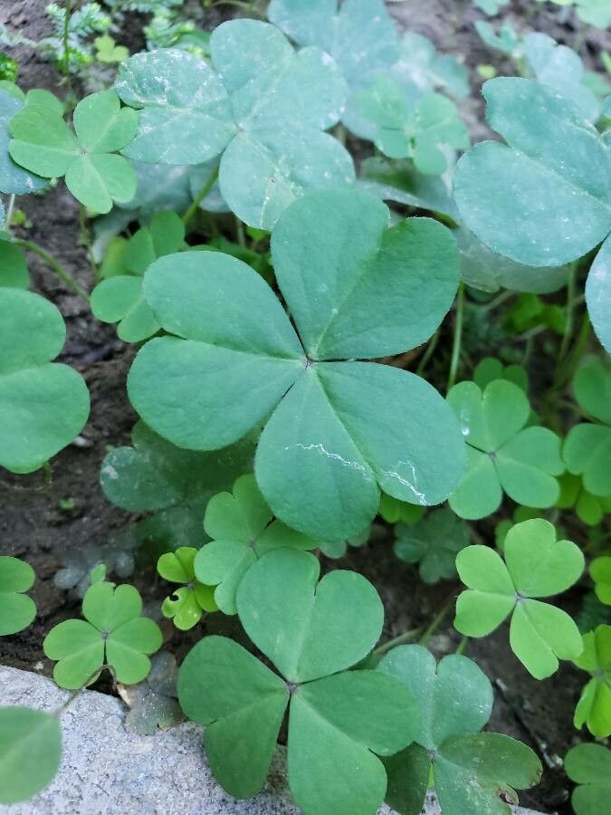 Oxalis oregana — search result for 'Oxalis'