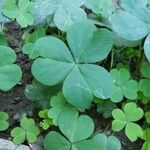 Oxalis oregana