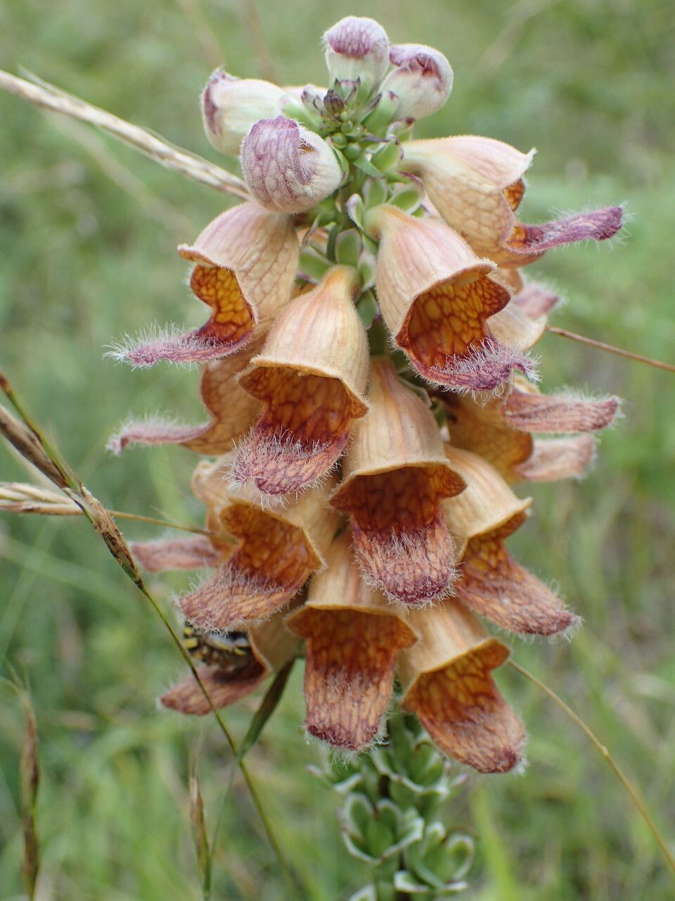 Digitalis ferruginea flower