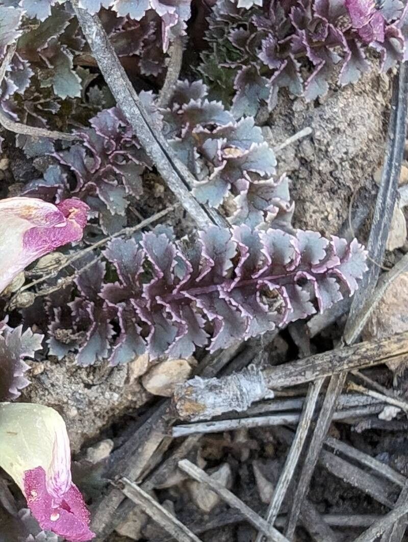 Pedicularis centranthera — search result for 'Pedicularis'