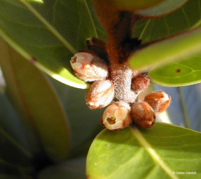 Planchonella skottsbergii fruit