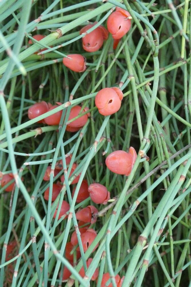 Ephedra distachya flower