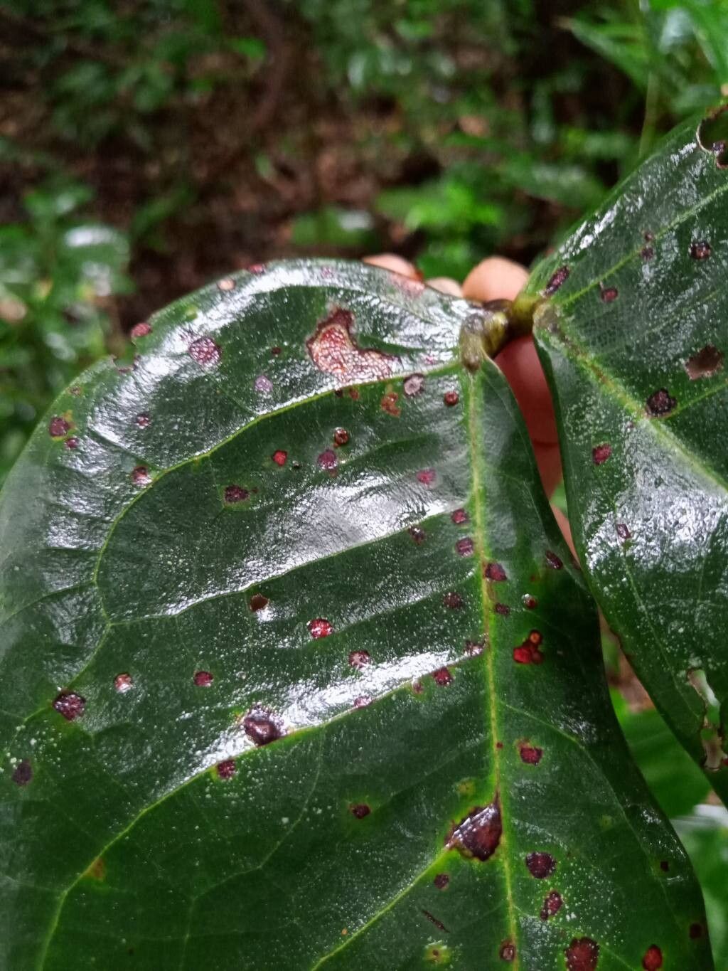 Hymenaea oblongifolia — related species from the same genus