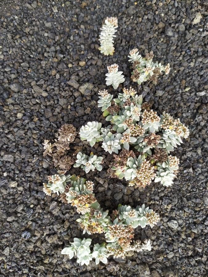 Polycarpaea nivea flower
