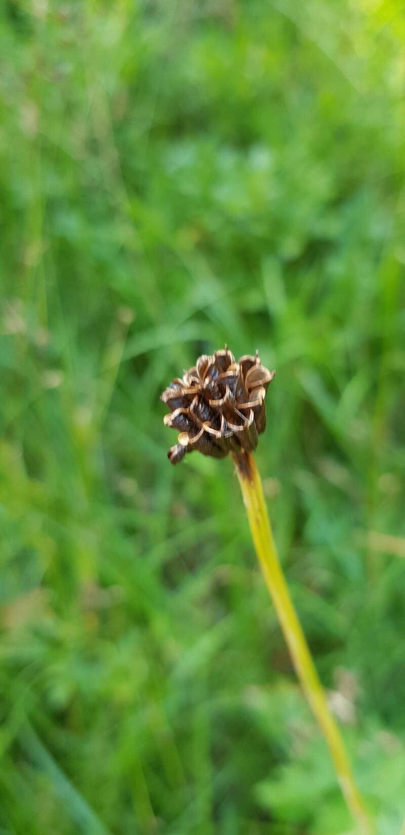 Trollius europaeus fruit