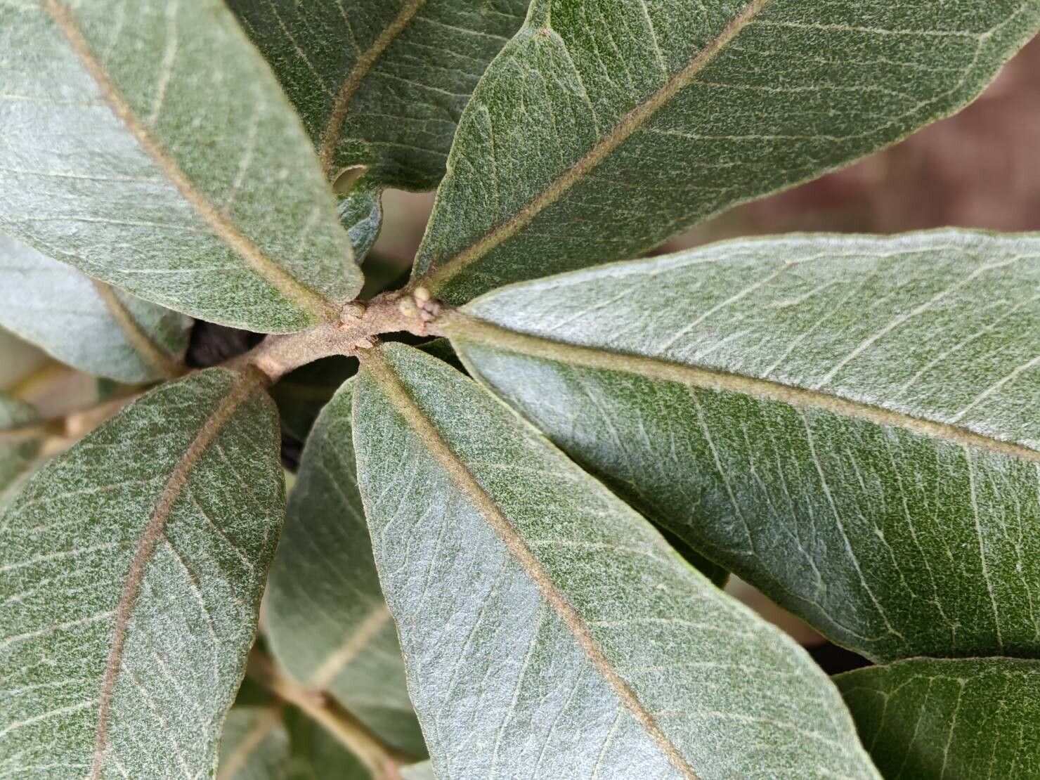 Psidium laruotteanum other