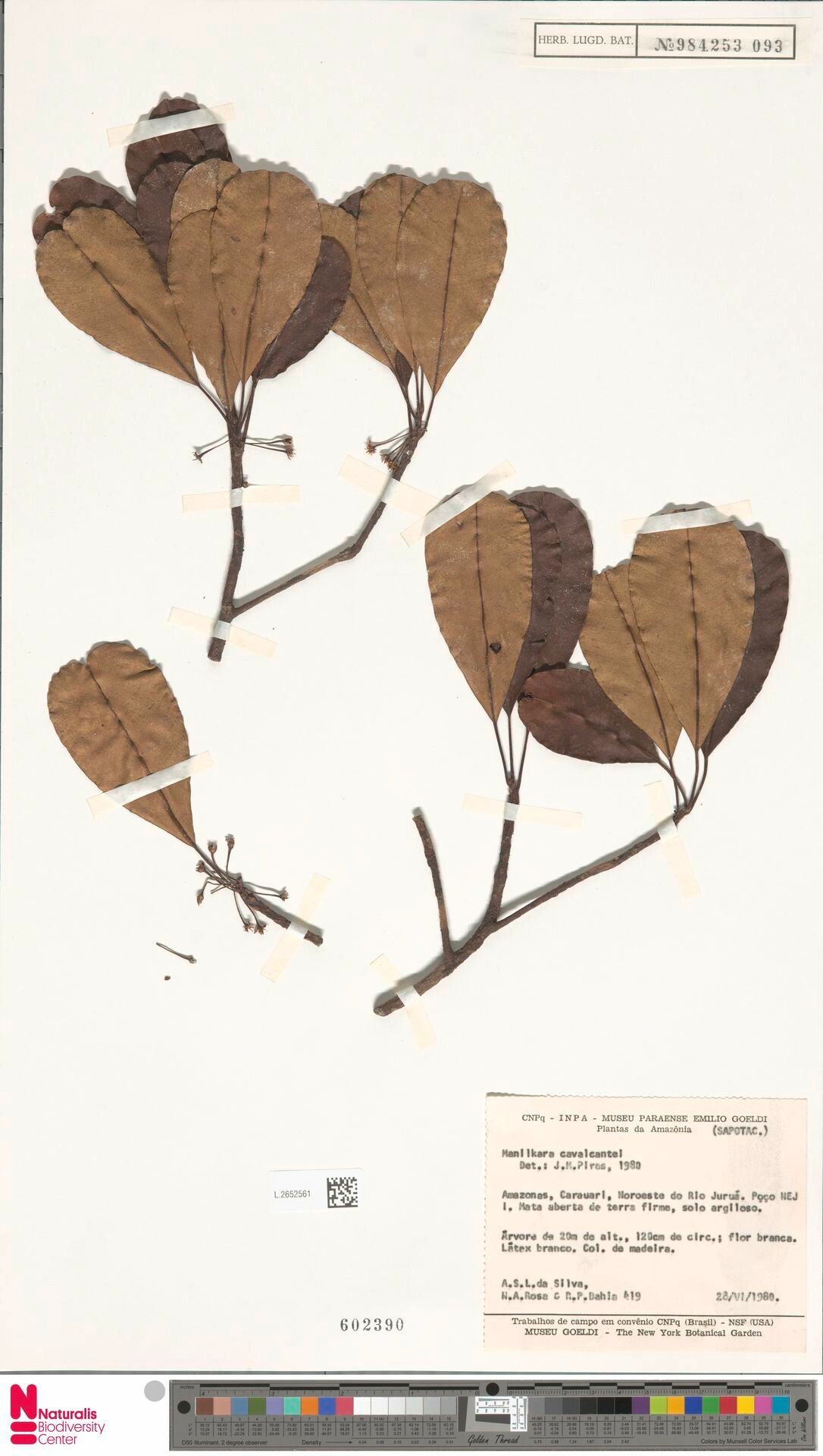 Manilkara cavalcantei — houseplant care guide