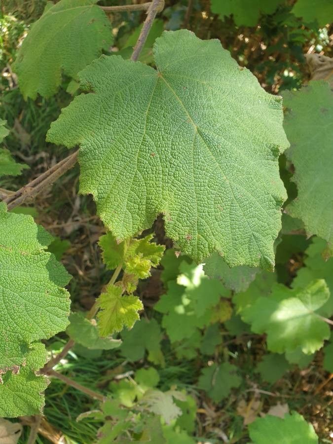 Rubus alceifolius leaf