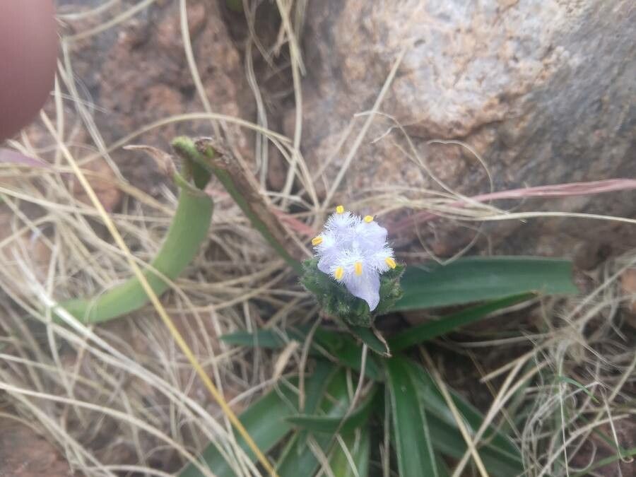 Cyanotis speciosa — houseplant care guide