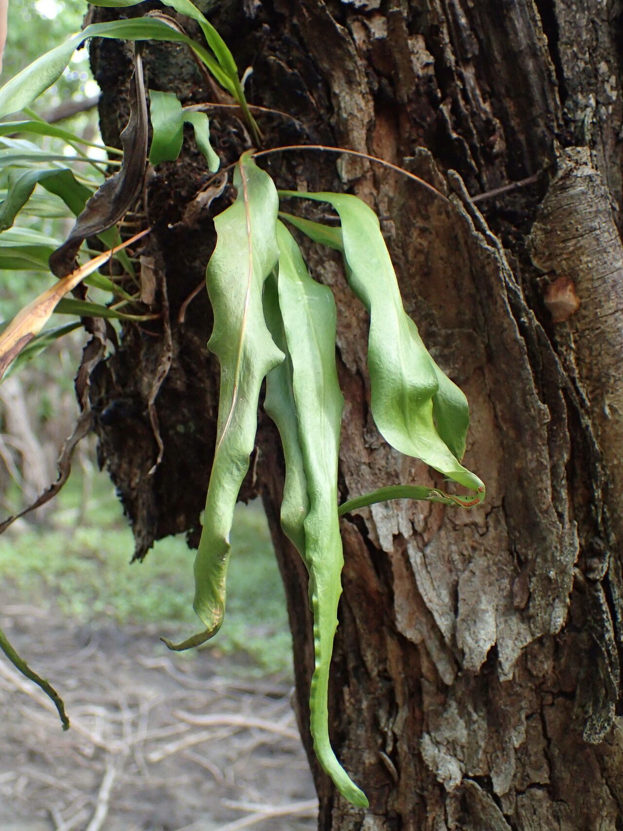 Pleopeltis marginata — houseplant care guide