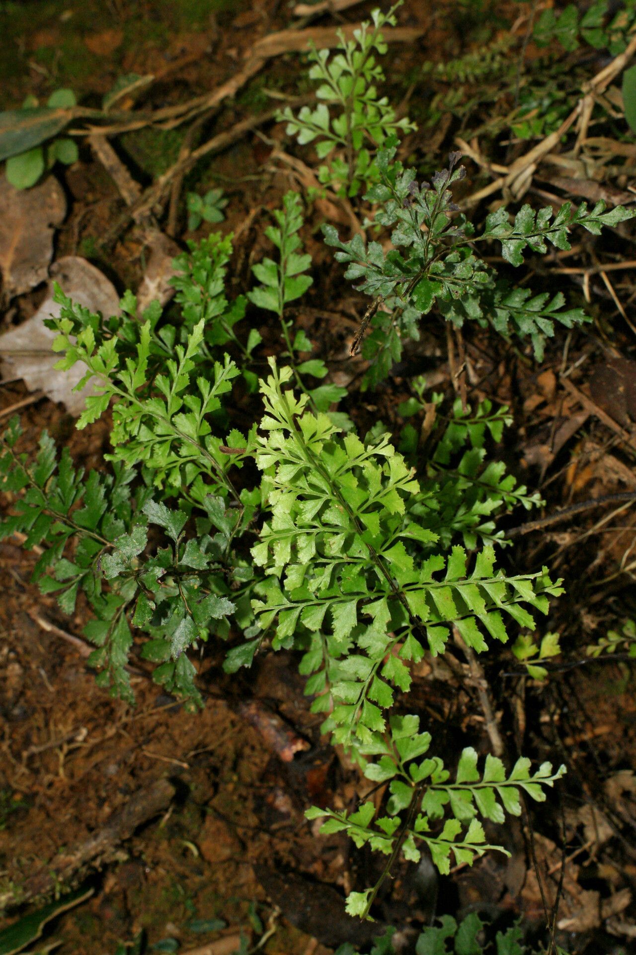 Lindsaea blotiana — related species from the same genus