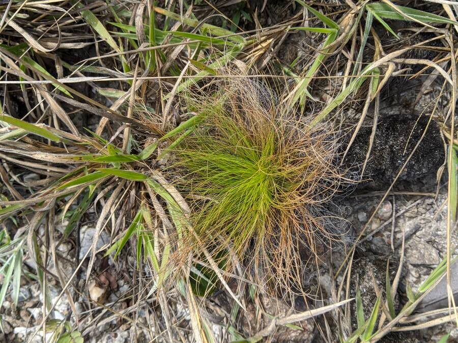 Bulbostylis paradoxa — houseplant care guide