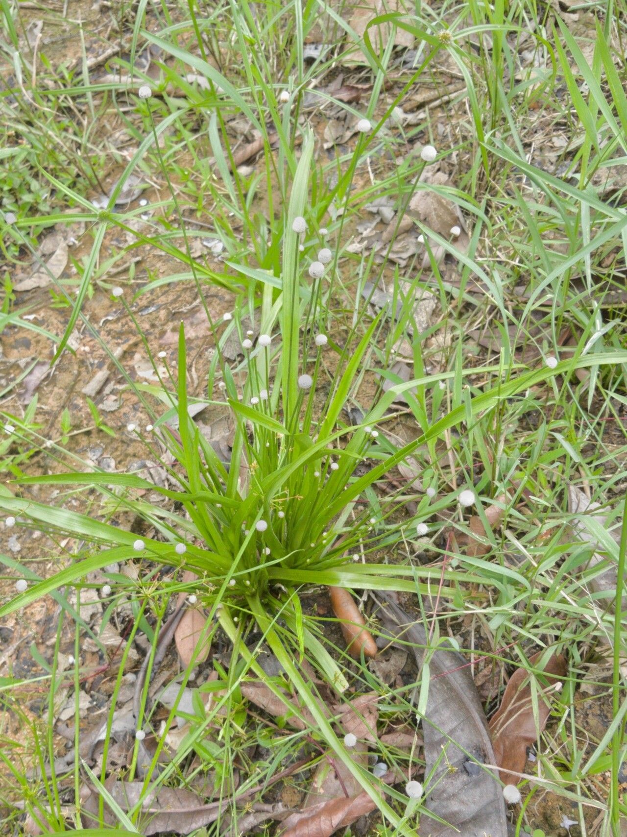 Eriocaulon willdenovianum habit