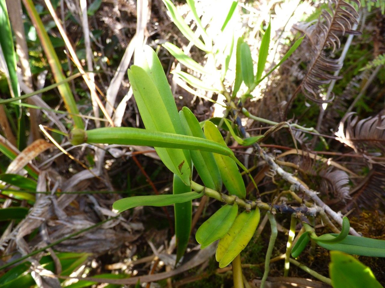 Jumellea exilis fruit
