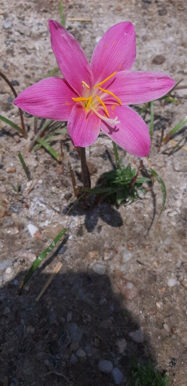 Zephyranthes minuta flower