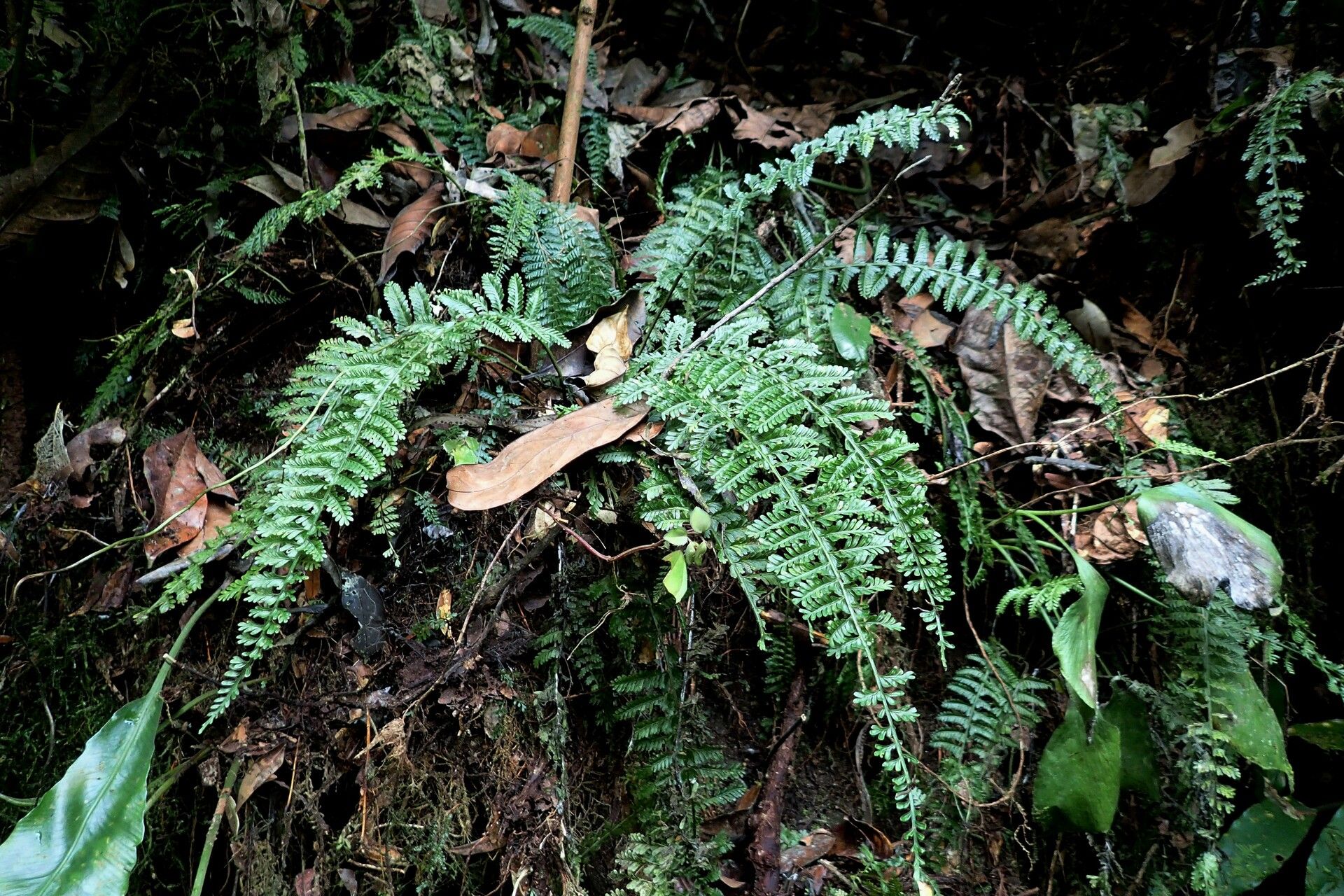 Asplenium preussii habit