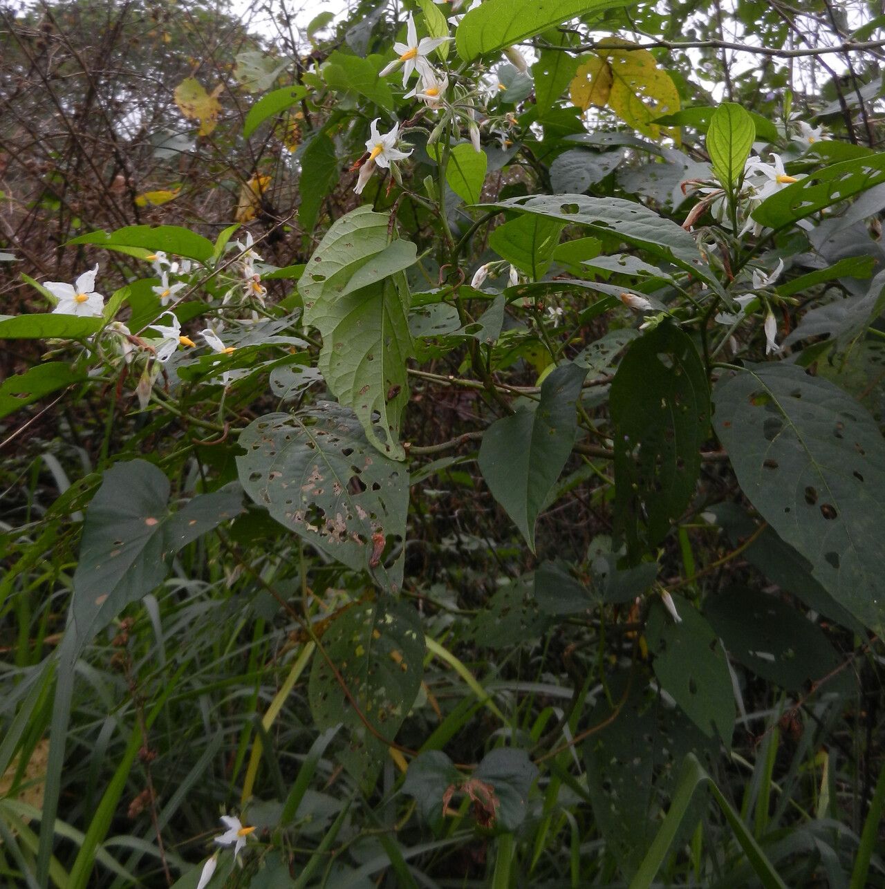 Solanum caricaefolium habit
