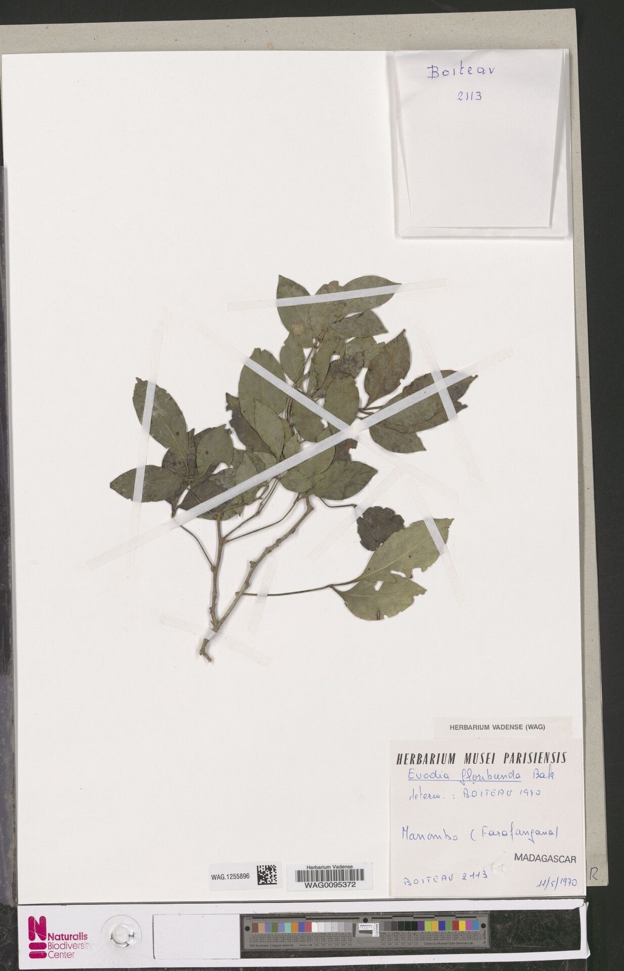 Melicope floribunda — houseplant care guide