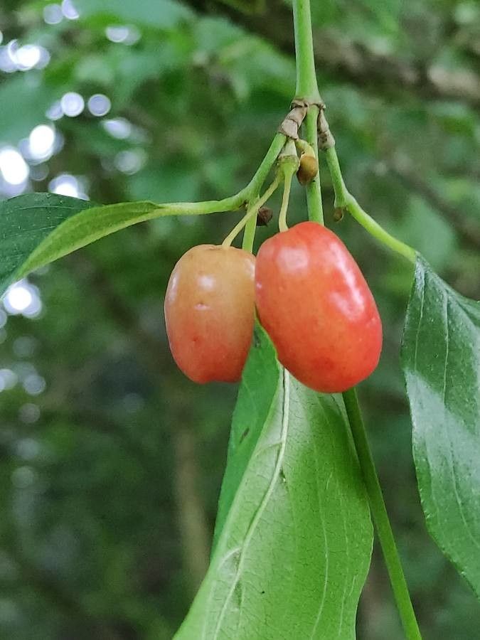 Cornus officinalis fruit