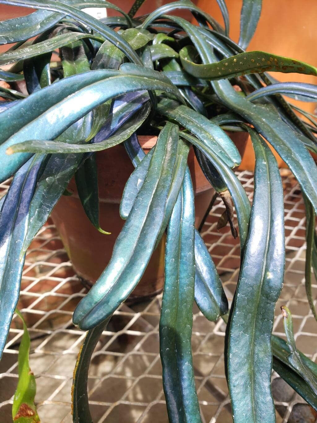 Microsorum steerei — search result for 'Microsorum'