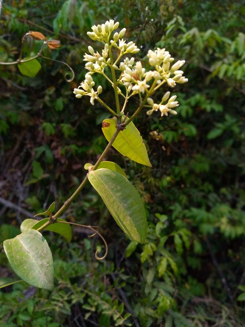 Strychnos lucens flower