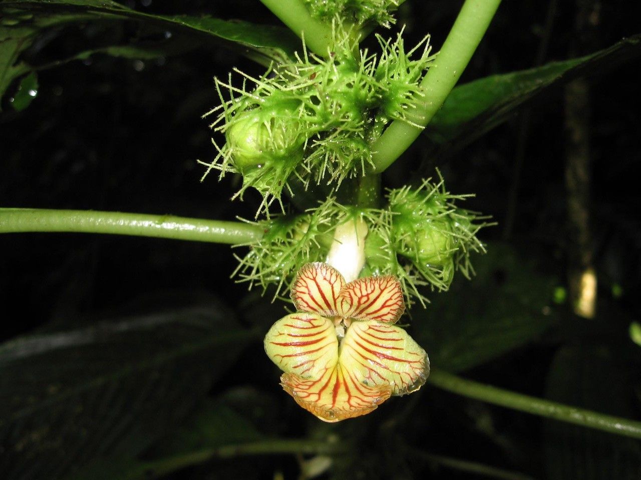 Drymonia fimbriata fruit