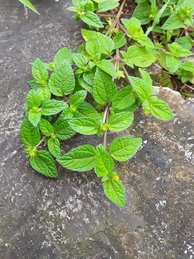 Eleutheranthera ruderalis — houseplant care guide