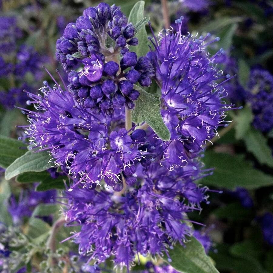 Caryopteris x clandonensis flower