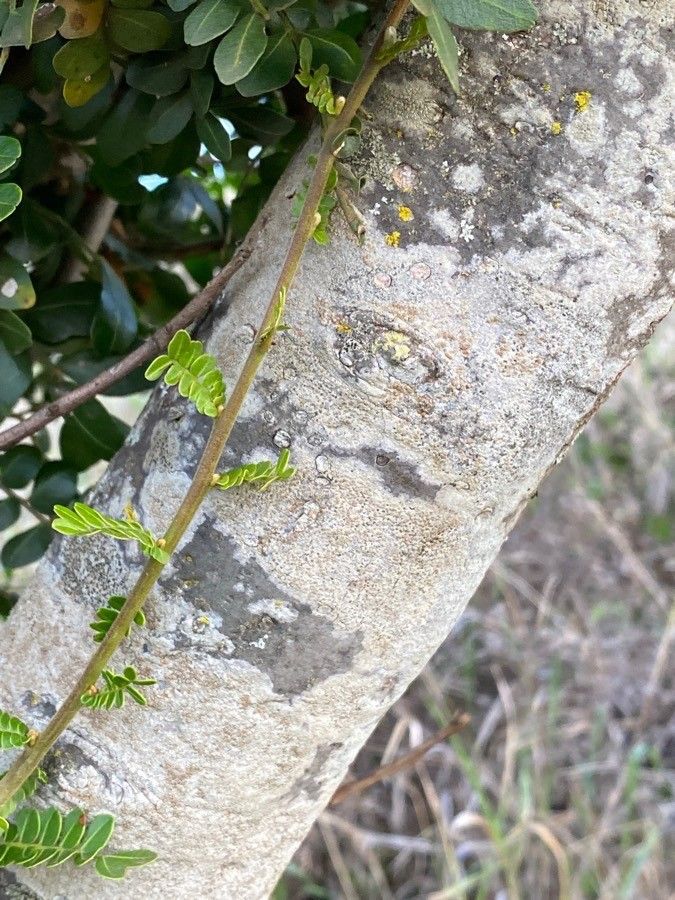 Haplocoelum foliolosum bark