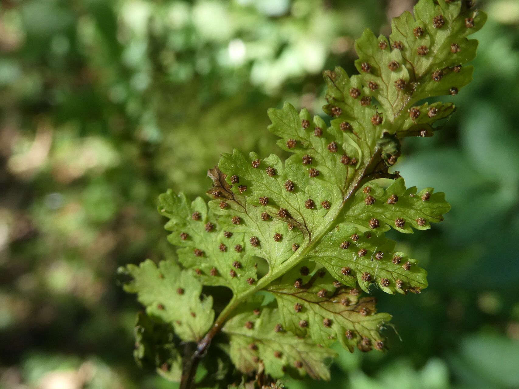 Cystopteris fragilis fruit