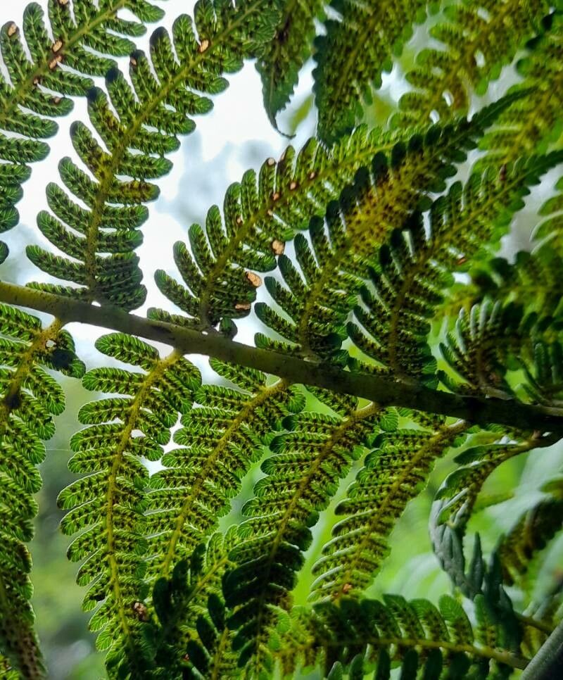 Alsophila fulgens fruit