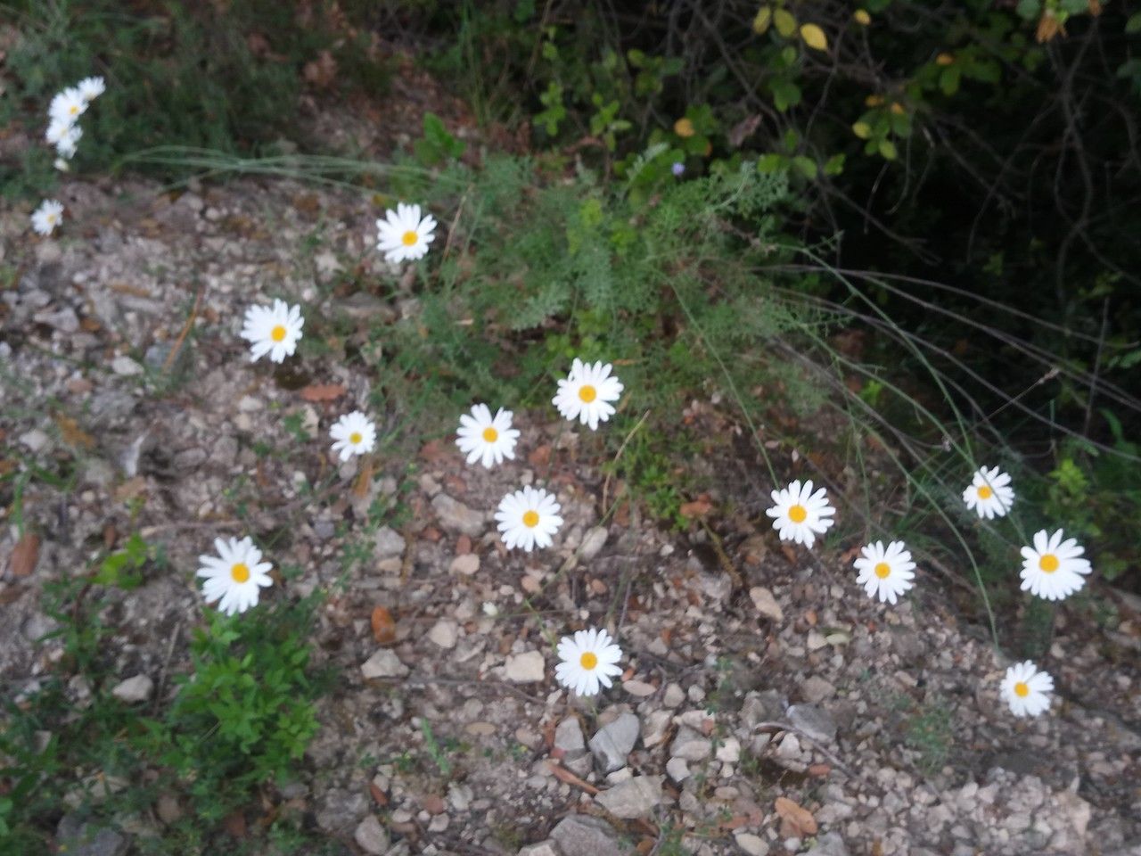 Tanacetum cinerariifolium habit