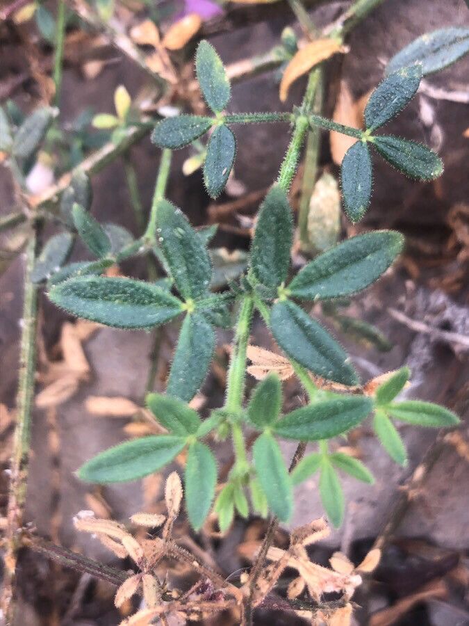 Fagonia cretica — search result for 'Zygophyllaceae'