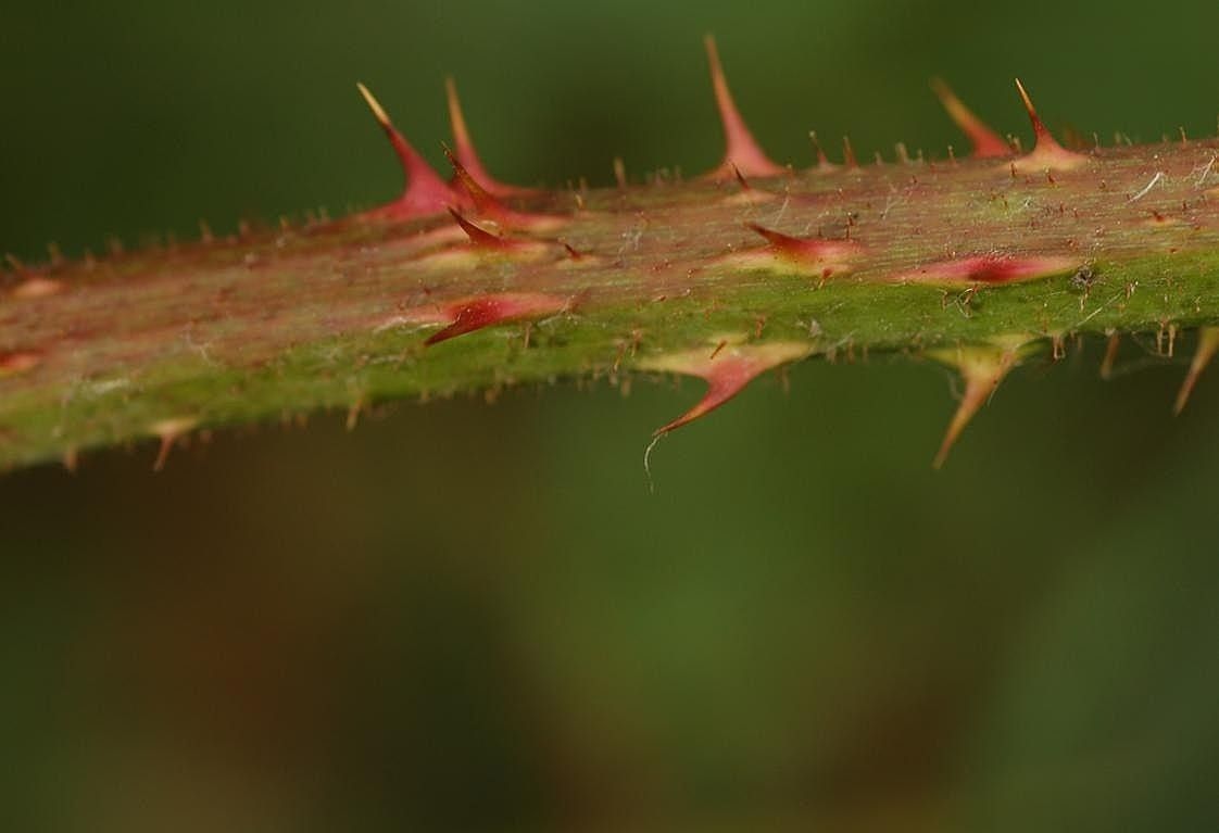 Rubus subcordatus bark