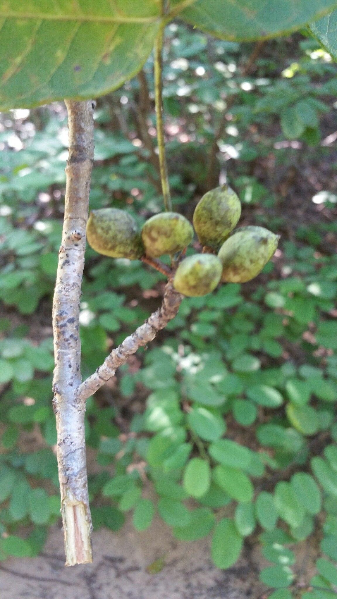 Commiphora pervilleana fruit