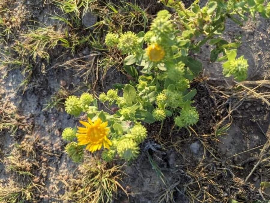 Grindelia squarrosa flower