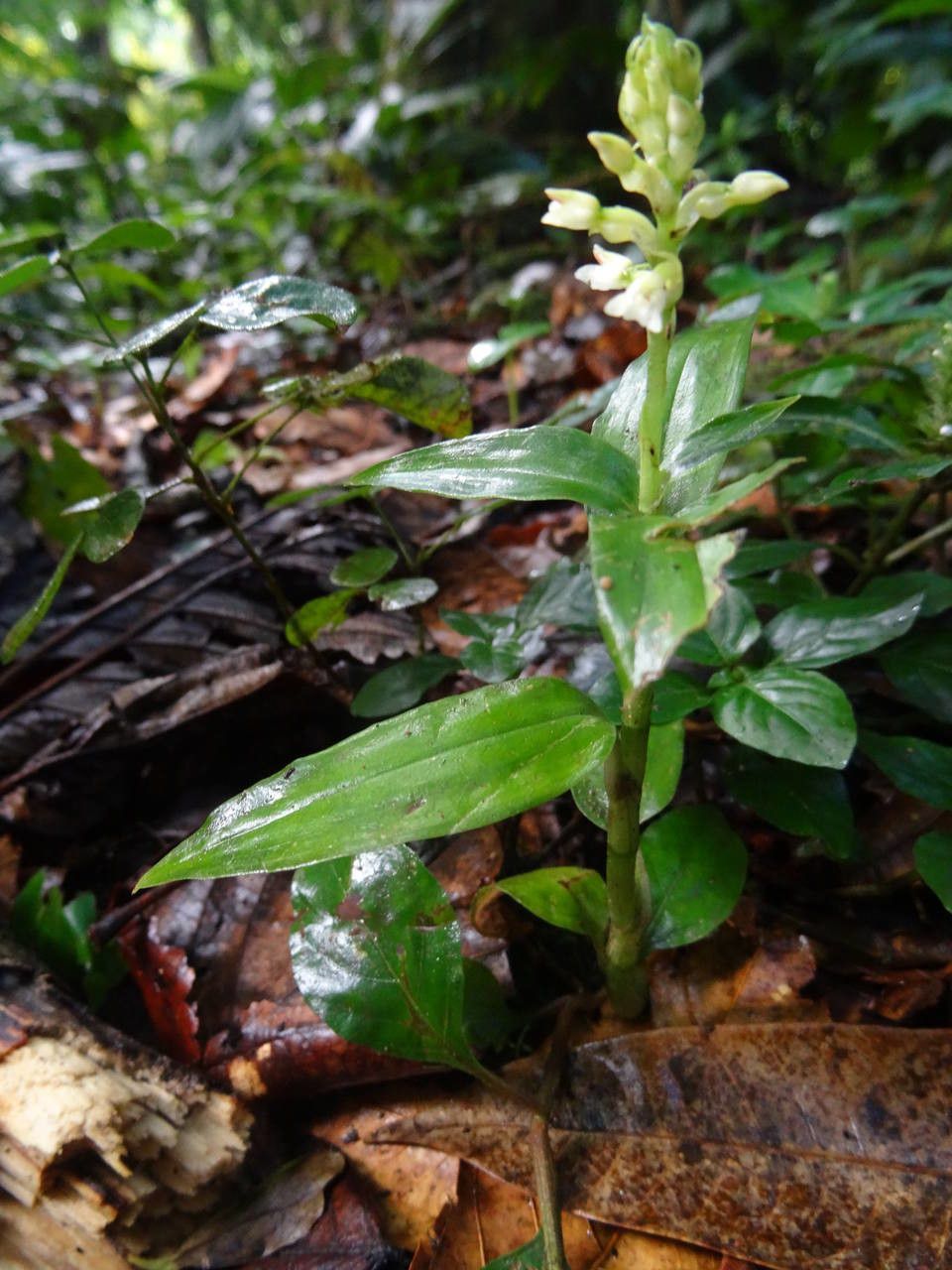Platythelys querceticola habit
