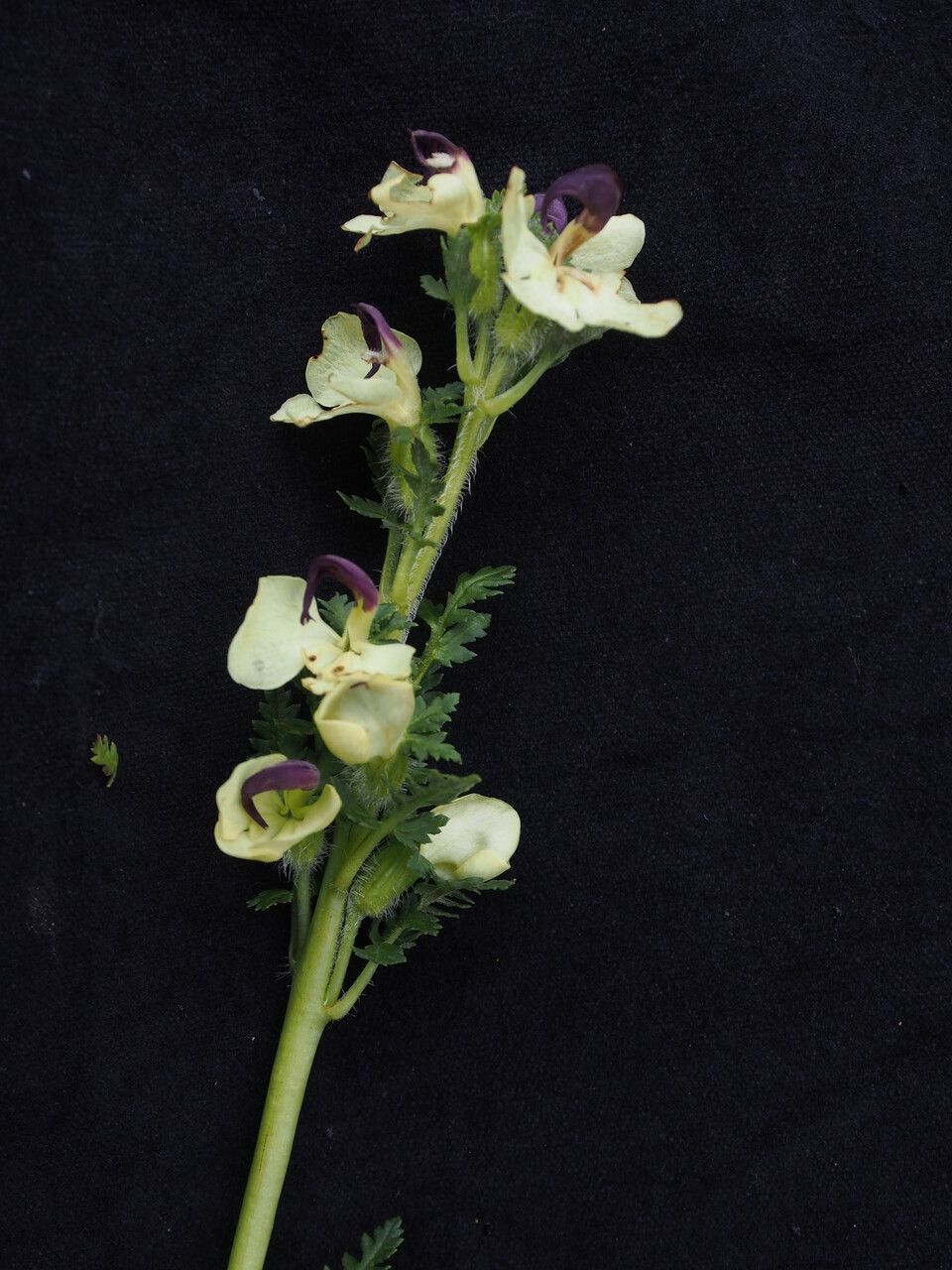 Pedicularis lutescens habit