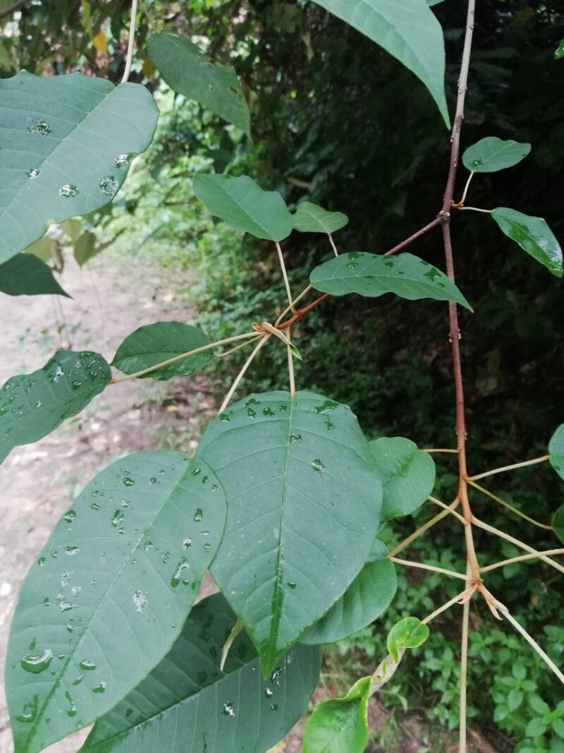 Croton haumanianus — houseplant care guide