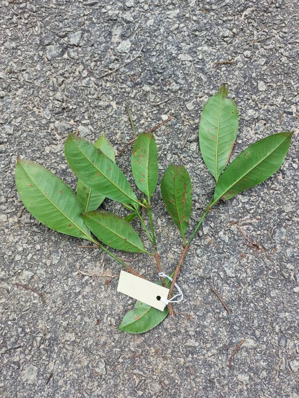 Syzygium fastigiatum leaf