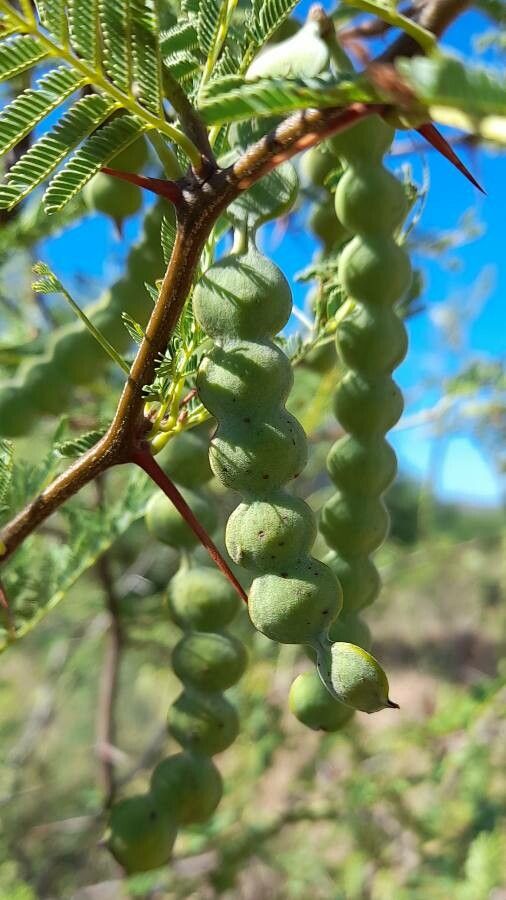 Vachellia aroma fruit